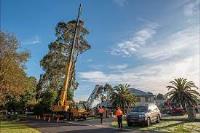 Drouin Tree Services image 4